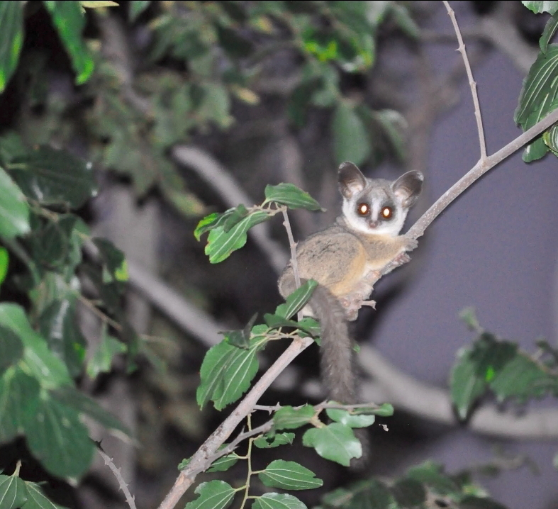 3 Bedroom Property for Sale in Doornrandje Gauteng