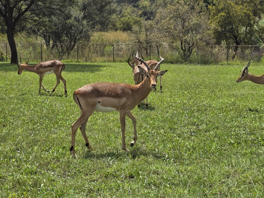 0 Bedroom Property for Sale in Waterlake Farm Lifestyle Estate Gauteng