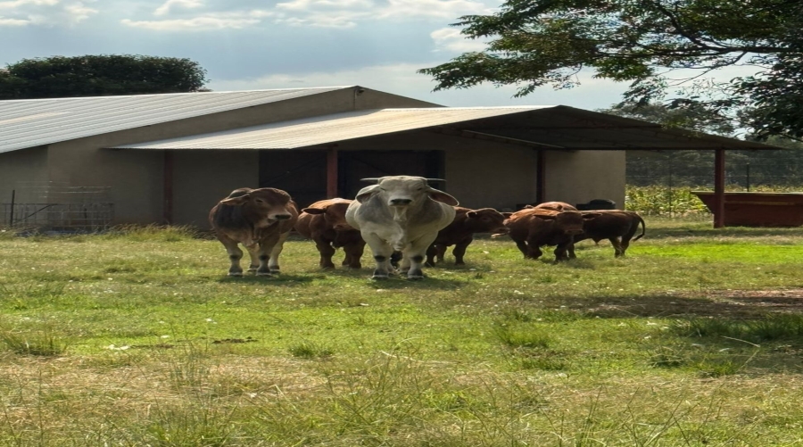 4 Bedroom Property for Sale in Agricultural Holding 464 Gauteng