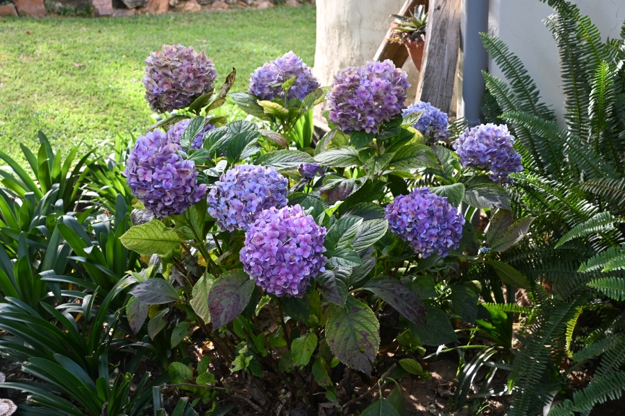 3 Bedroom Property for Sale in Kameelfontein Gauteng