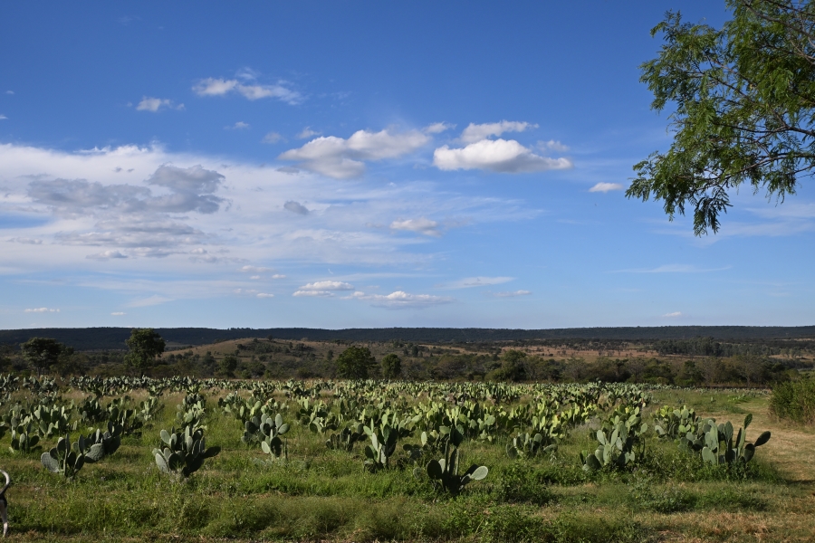 3 Bedroom Property for Sale in Kameelfontein Gauteng