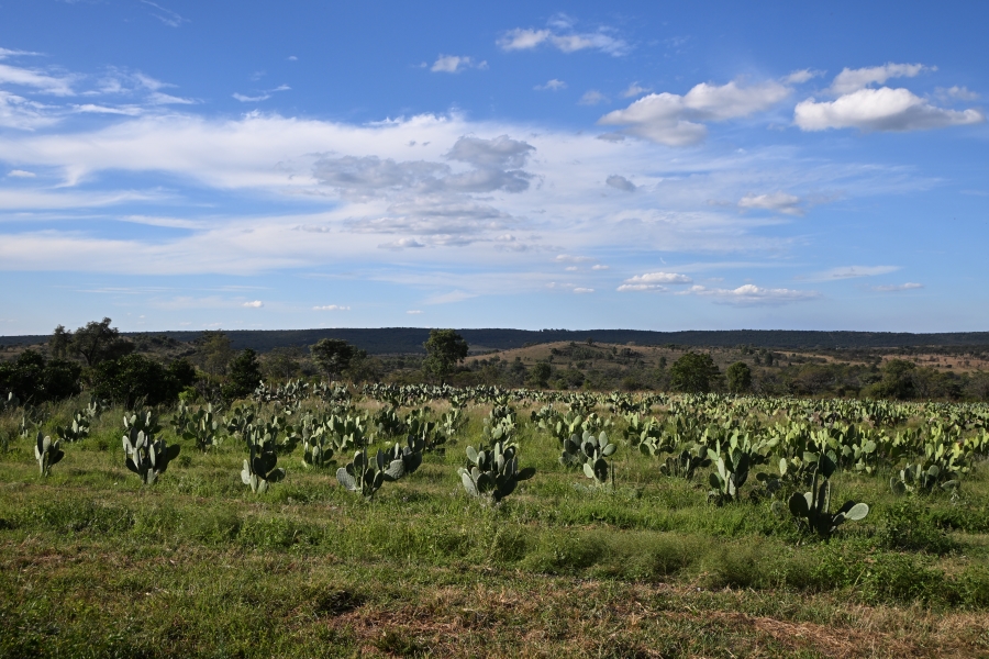 3 Bedroom Property for Sale in Kameelfontein Gauteng