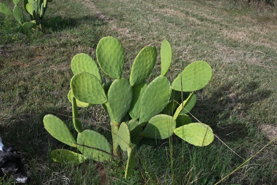 3 Bedroom Property for Sale in Kameelfontein Gauteng