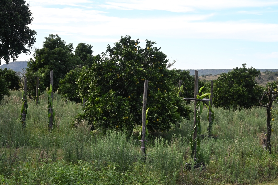 3 Bedroom Property for Sale in Kameelfontein Gauteng