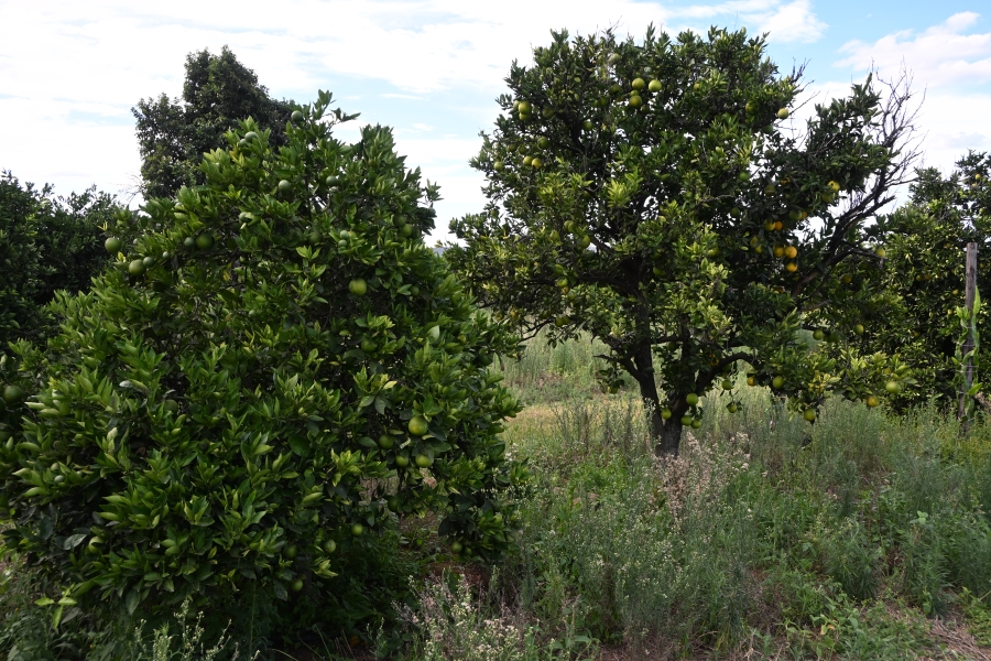 3 Bedroom Property for Sale in Kameelfontein Gauteng