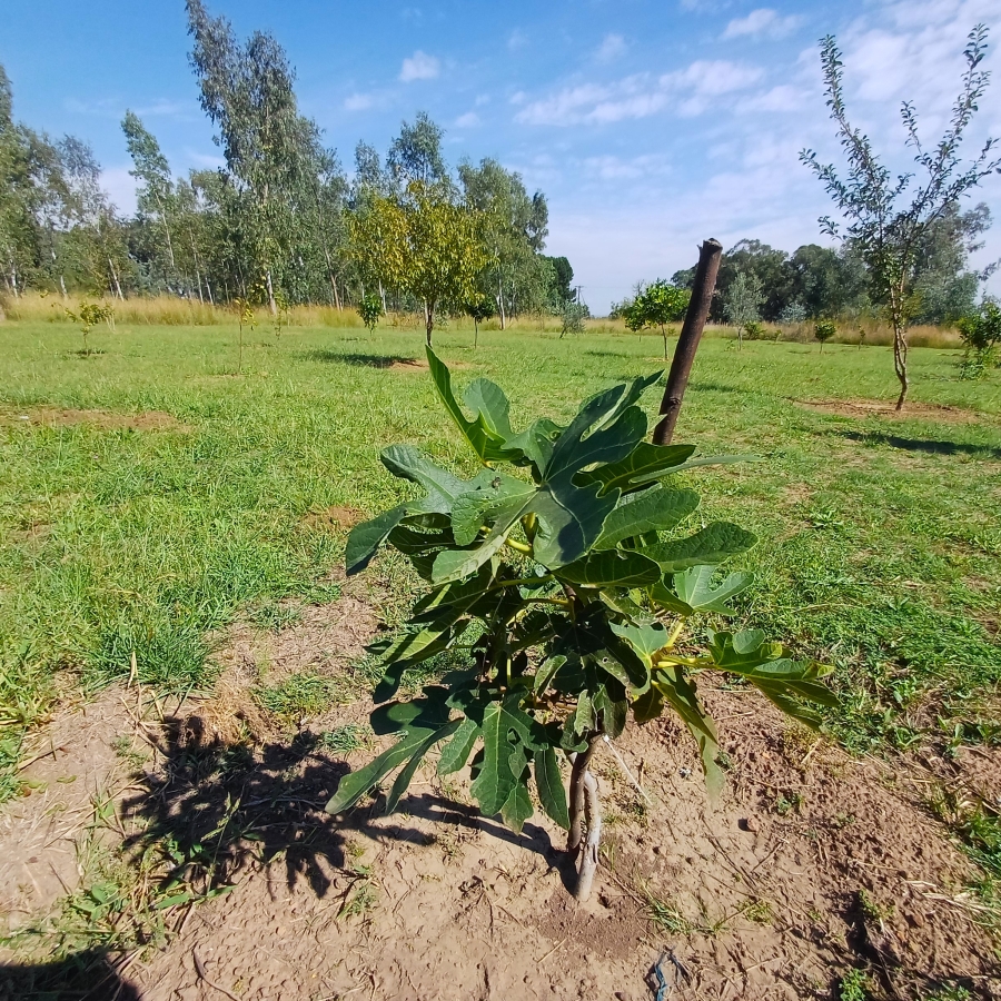 3 Bedroom Property for Sale in Nelsonia Gauteng