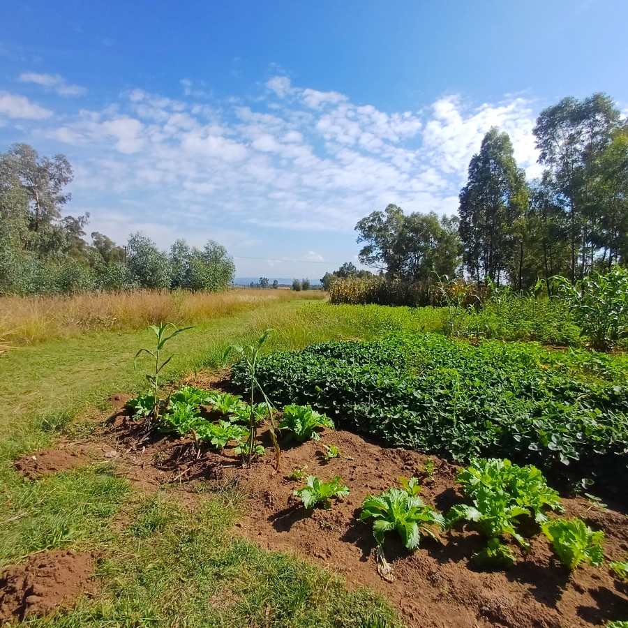 3 Bedroom Property for Sale in Nelsonia Gauteng