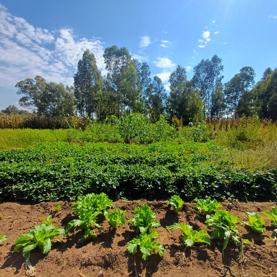 3 Bedroom Property for Sale in Nelsonia Gauteng