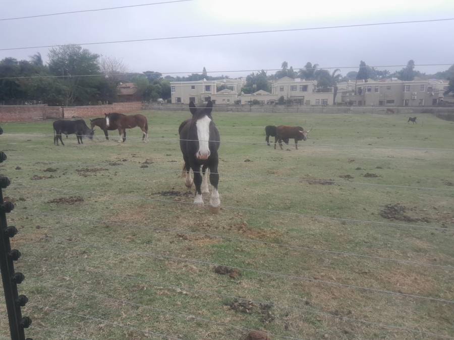 2 Bedroom Property for Sale in Randpark Ridge Gauteng