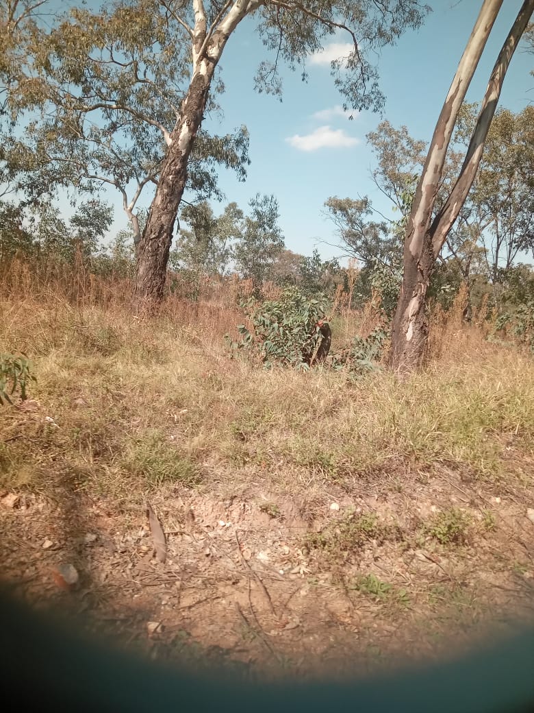 0 Bedroom Property for Sale in Walker Fruit Farms Gauteng