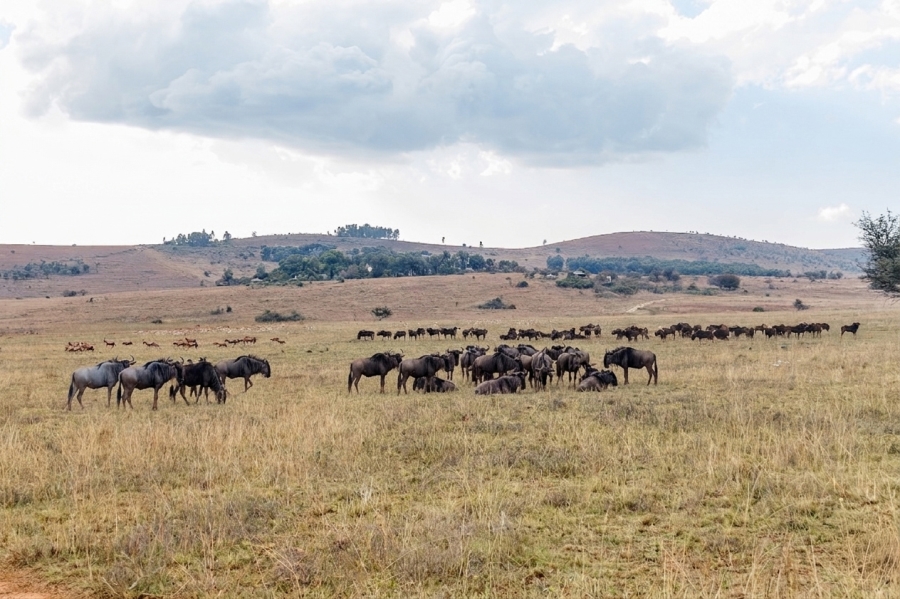 4 Bedroom Property for Sale in Letamo Game Farm Gauteng