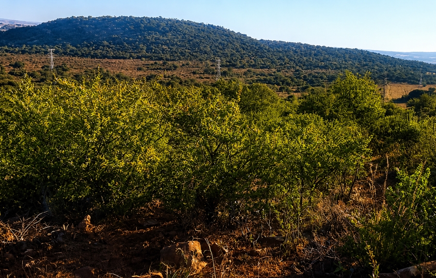 0 Bedroom Property for Sale in Blesboklaagte Gauteng