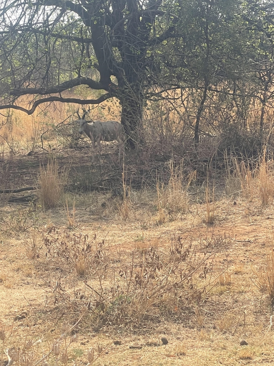 3 Bedroom Property for Sale in Montana Gauteng