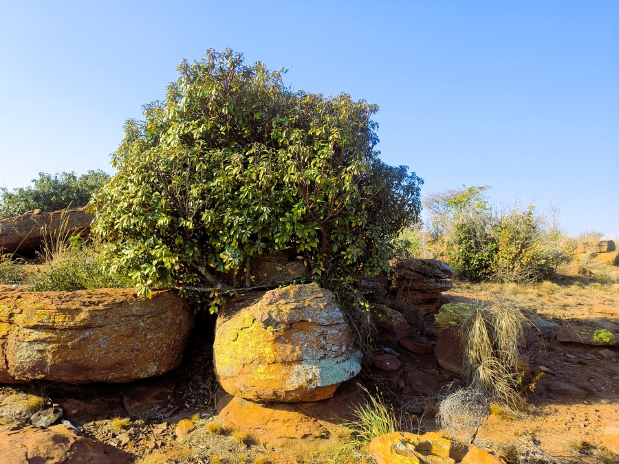 1 Bedroom Property for Sale in Zonkolol Gauteng