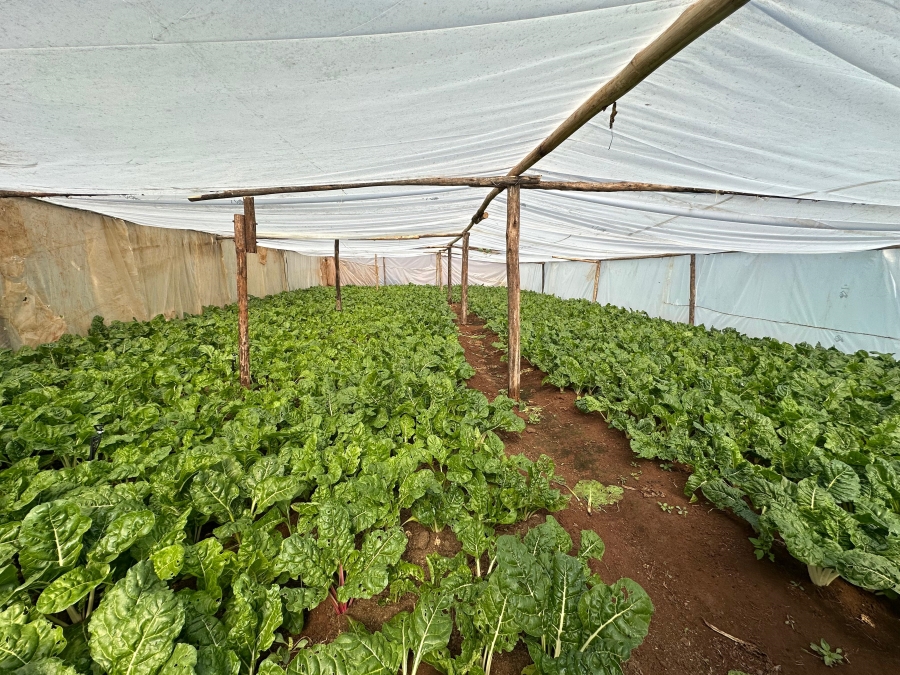 Commercial Property for Sale in Endicott Gauteng