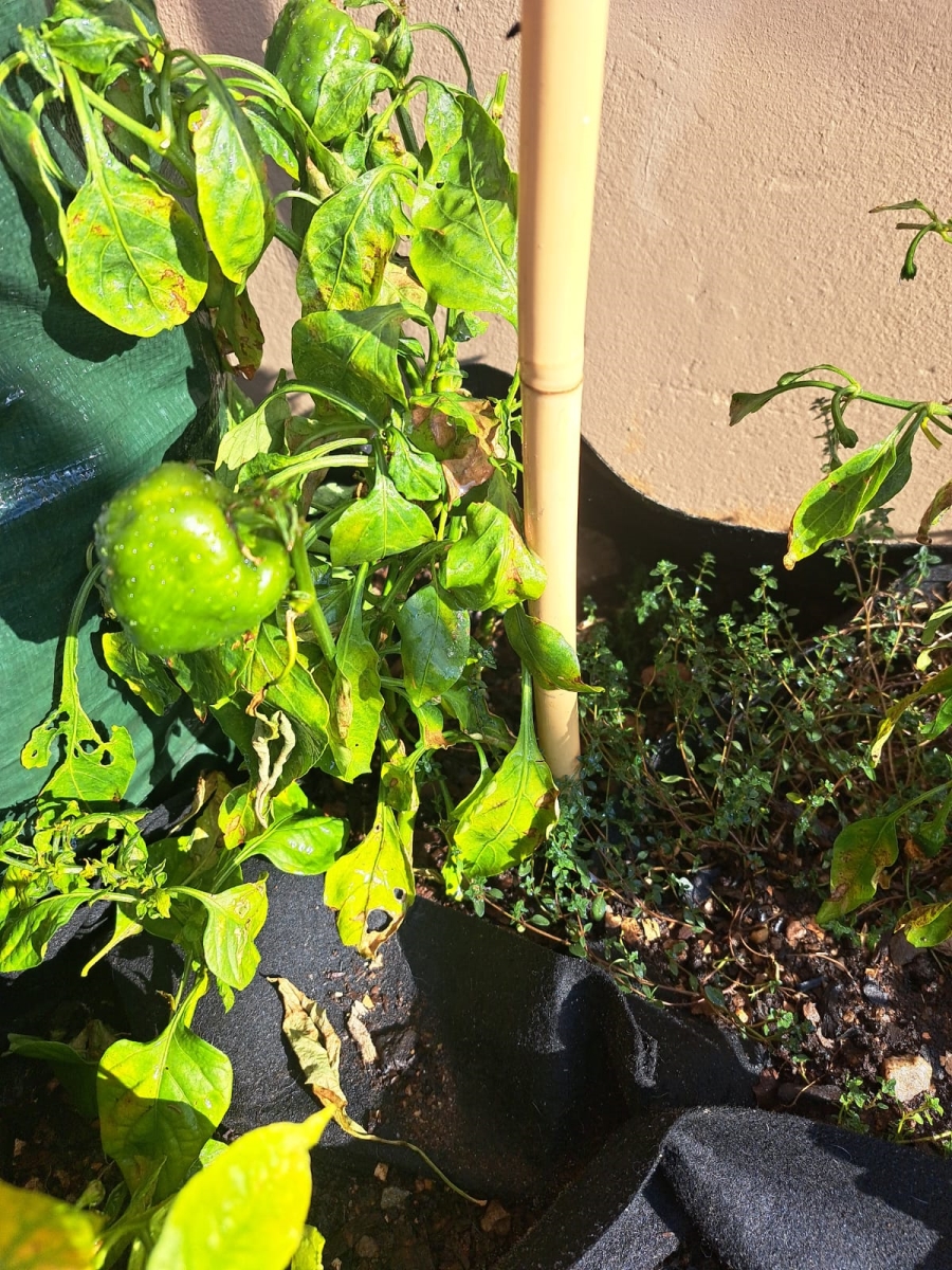 2 Bedroom Property for Sale in Illiondale Gauteng