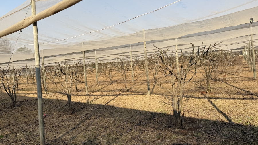 6 Bedroom Property for Sale in Benoni AH Gauteng