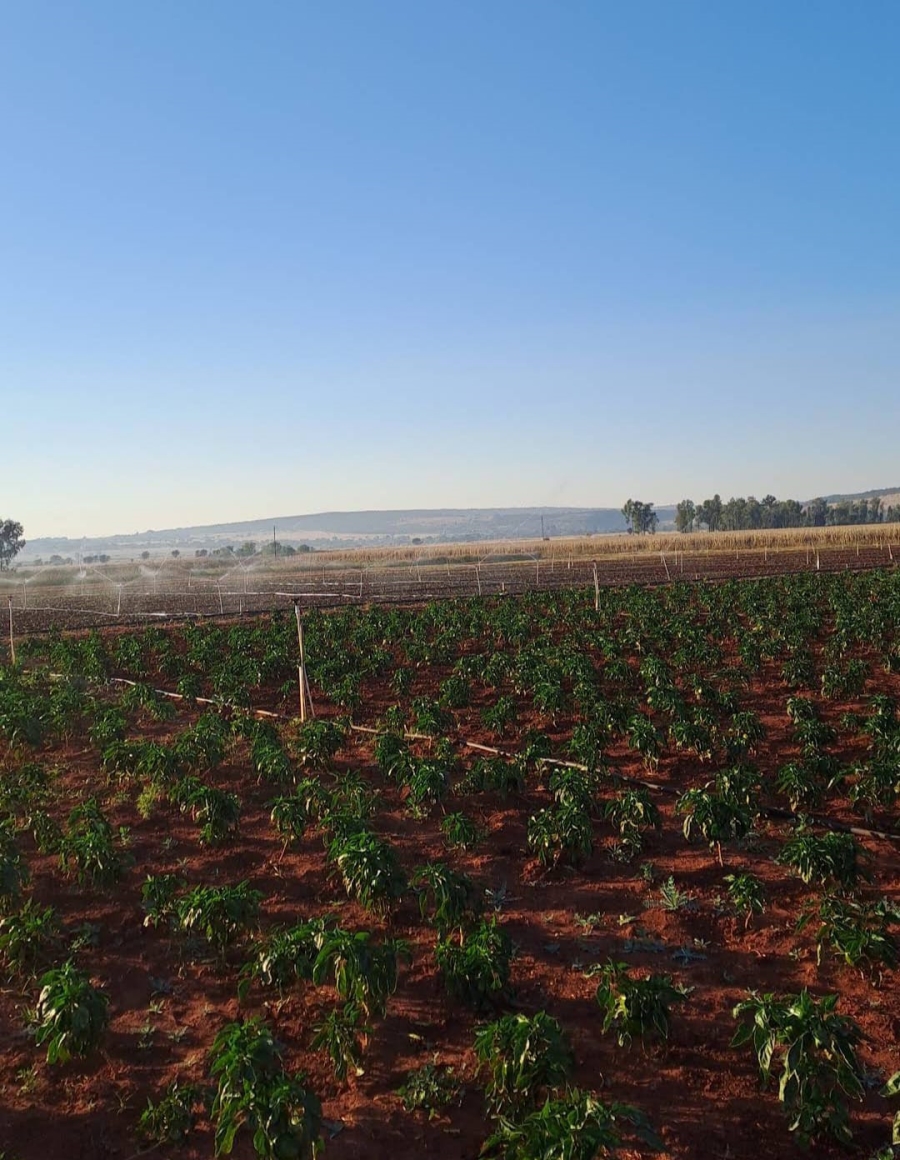 0 Bedroom Property for Sale in Cullinan Gauteng