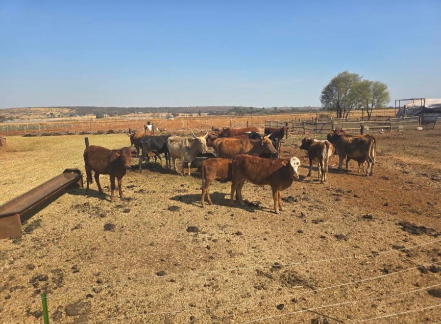 0 Bedroom Property for Sale in Cullinan Gauteng