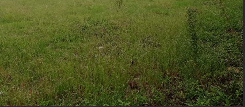 0 Bedroom Property for Sale in Henley on Klip Gauteng