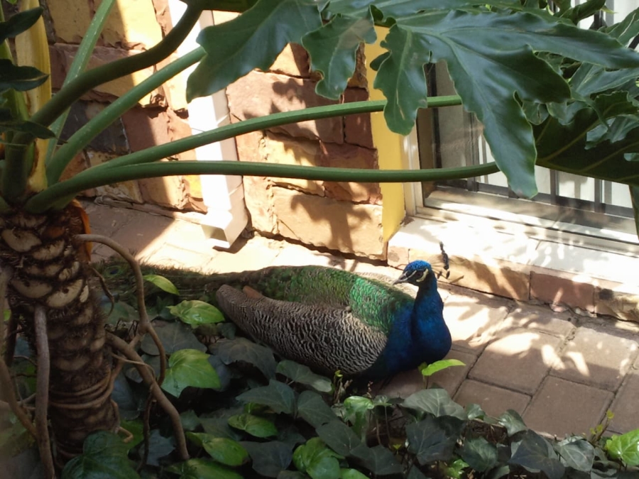 5 Bedroom Property for Sale in Christoburg Gauteng