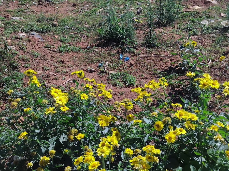 0 Bedroom Property for Sale in Randfontein Rural Gauteng