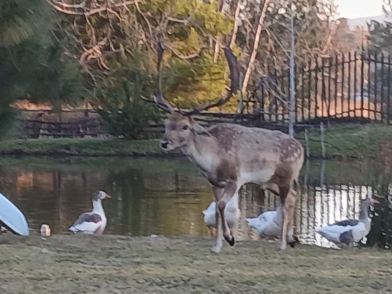 2 Bedroom Property for Sale in Rietfontein Gauteng