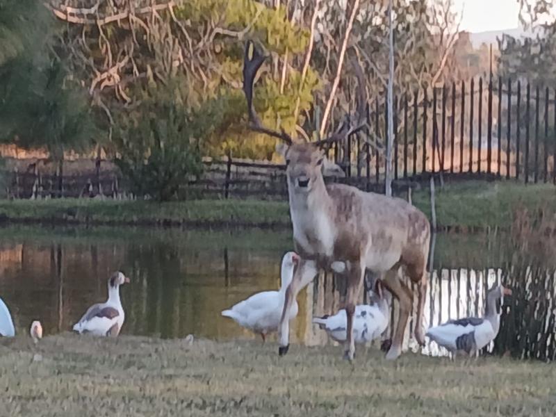 2 Bedroom Property for Sale in Rietfontein Gauteng