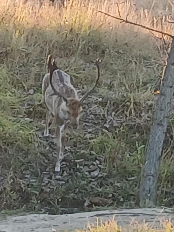 2 Bedroom Property for Sale in Rietfontein Gauteng