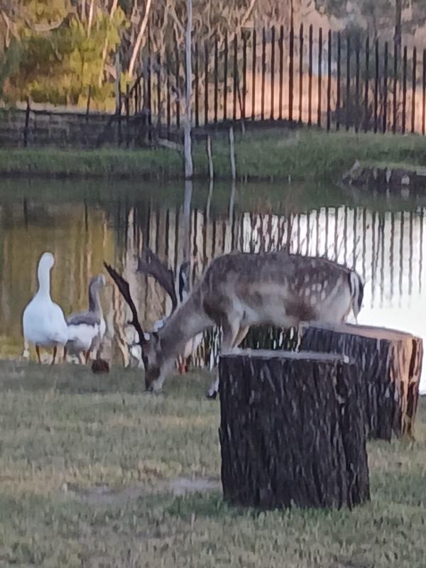 2 Bedroom Property for Sale in Rietfontein Gauteng