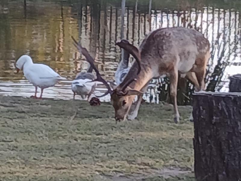 2 Bedroom Property for Sale in Rietfontein Gauteng