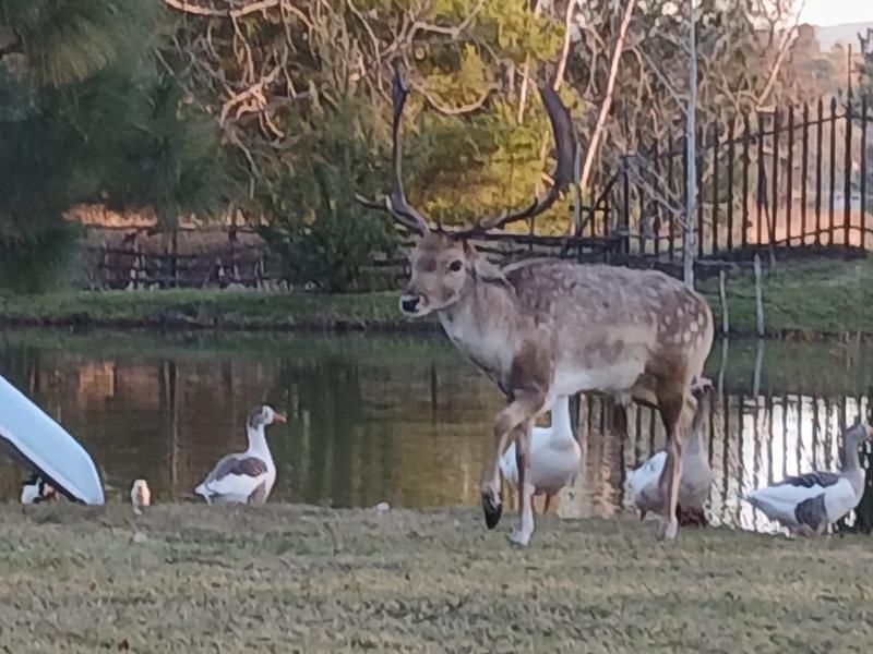 0 Bedroom Property for Sale in Rietfontein Gauteng