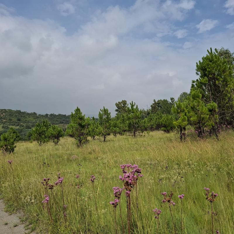 0 Bedroom Property for Sale in Rietfontein Gauteng