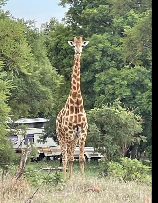 5 Bedroom Property for Sale in Dinokeng Game Reserve Gauteng