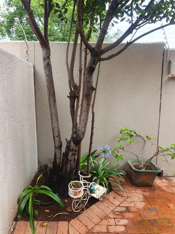 To Let 1 Bedroom Property for Rent in Bedfordview Gauteng