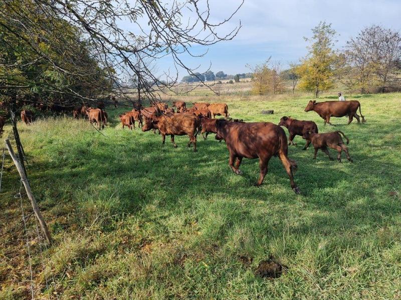 11 Bedroom Property for Sale in Elandsfontein AH Gauteng