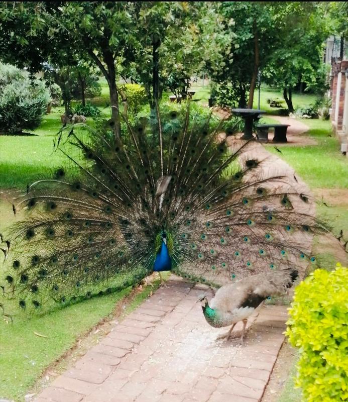 2 Bedroom Property for Sale in Primrose Gauteng