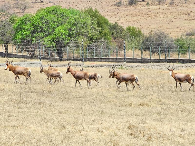 3 Bedroom Property for Sale in Zonnehoewe A H Gauteng