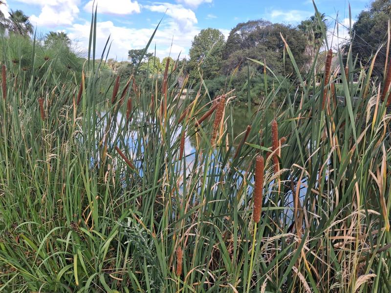 To Let 8 Bedroom Property for Rent in Ruimsig Gauteng