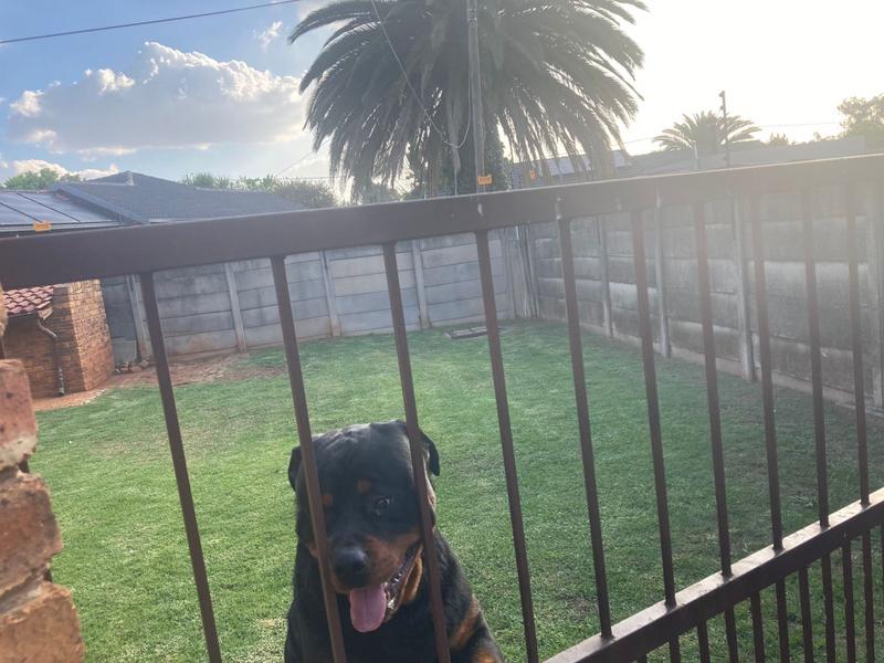 5 Bedroom Property for Sale in New State Area Gauteng