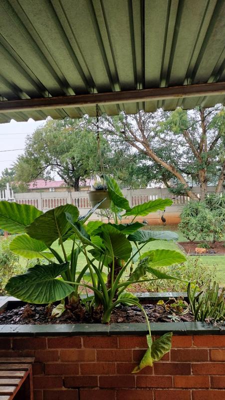 0 Bedroom Property for Sale in Westonaria Gauteng