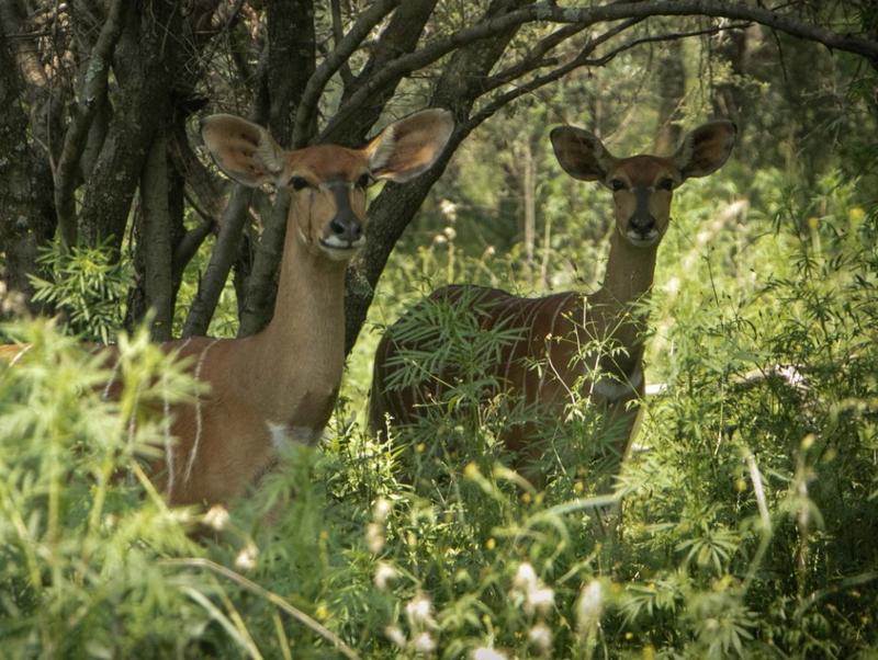 3 Bedroom Property for Sale in Hammanskraal Gauteng