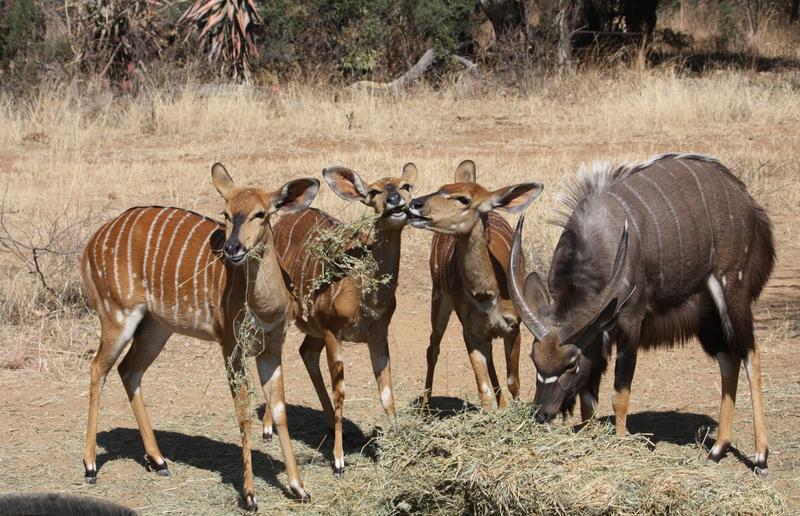 3 Bedroom Property for Sale in Hammanskraal Gauteng