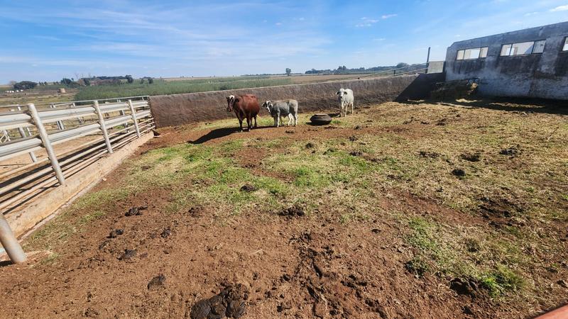 0 Bedroom Property for Sale in Witfontein Gauteng