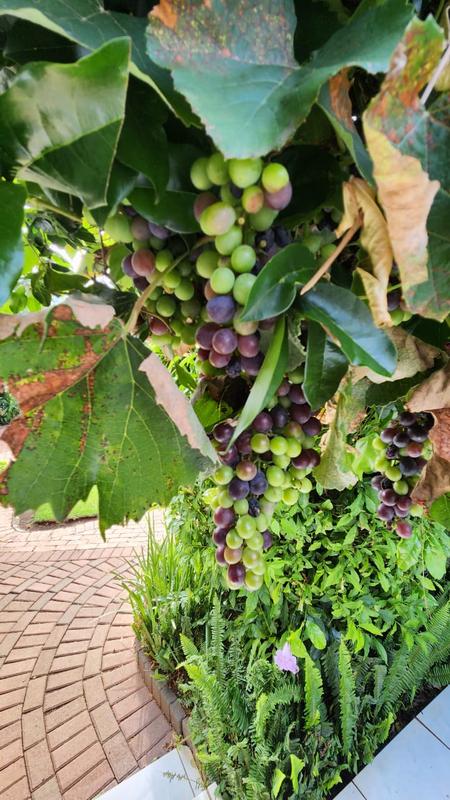 6 Bedroom Property for Sale in Eldoraigne Gauteng
