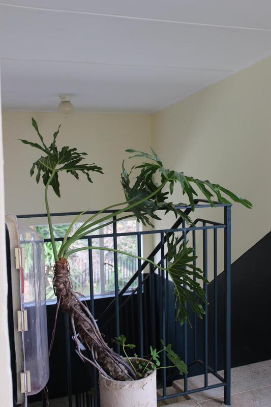2 Bedroom Property for Sale in Bedfordview Gauteng