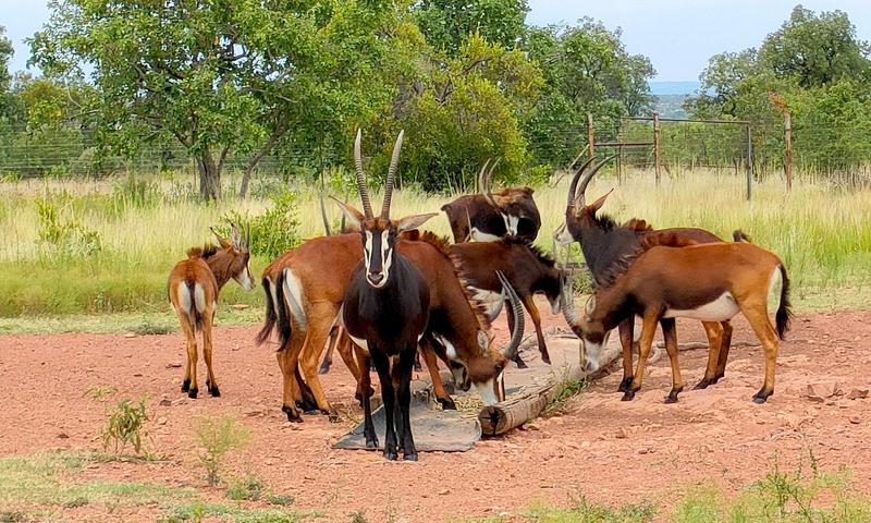 0 Bedroom Property for Sale in Bronkhorstspruit Rural Gauteng