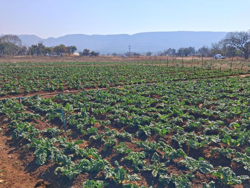 3 Bedroom Property for Sale in Rietfontein Gauteng