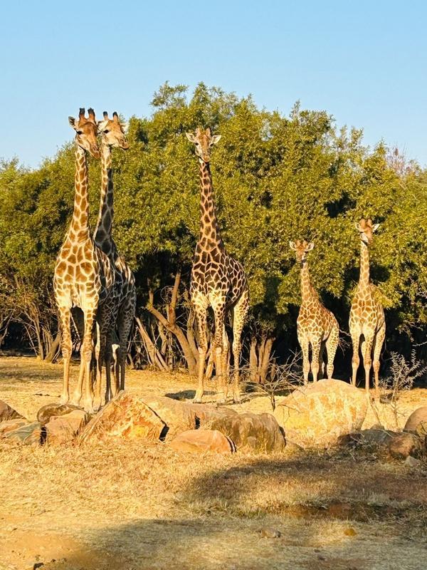 0 Bedroom Property for Sale in Sable Hills Gauteng