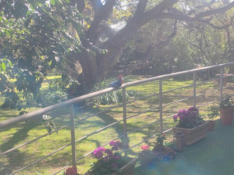 To Let 3 Bedroom Property for Rent in Bedfordview Gauteng